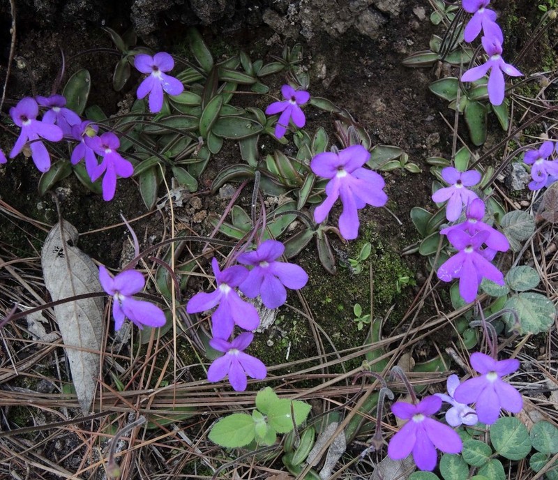 Pinguicula oblongiloba photo 7