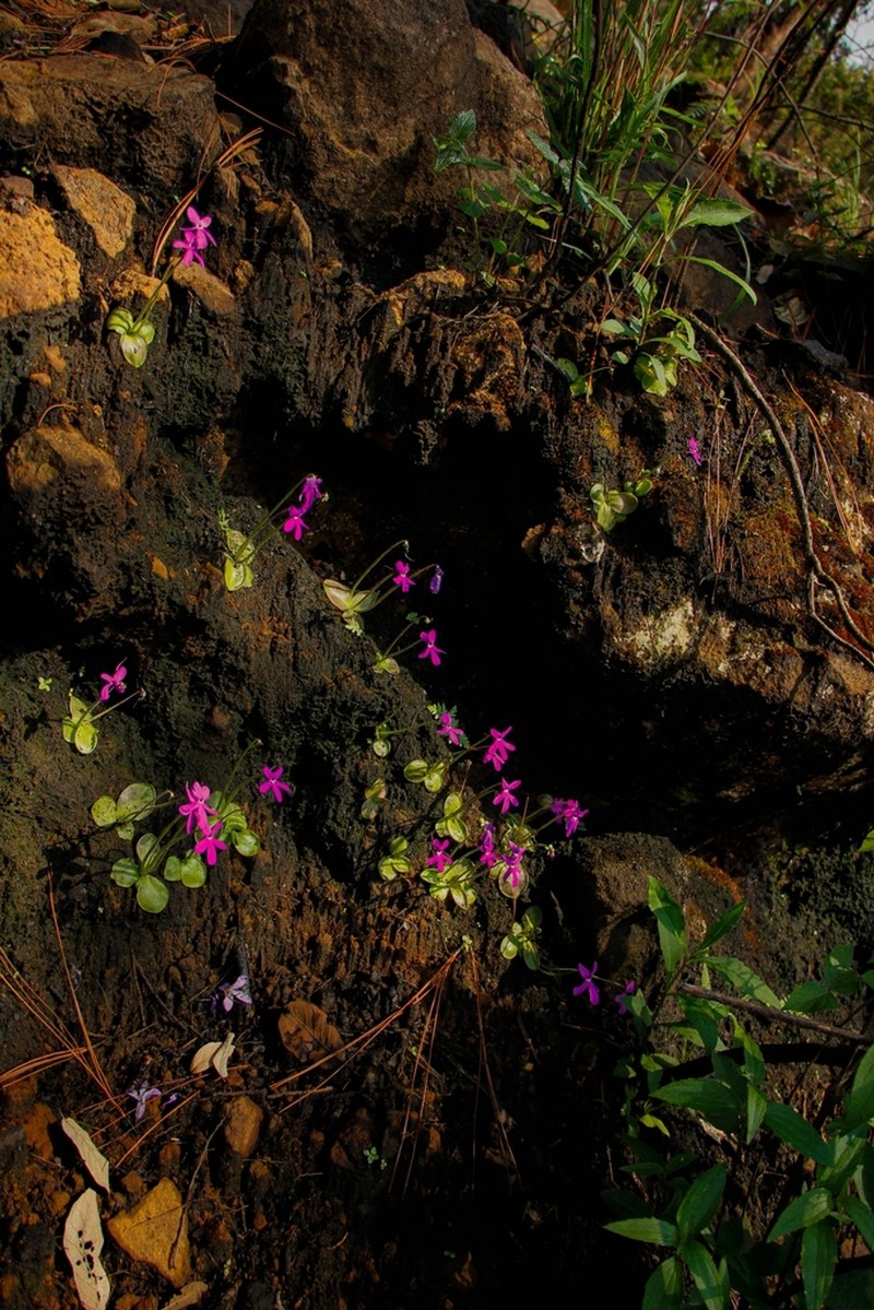 Pinguicula oblongiloba photo 8