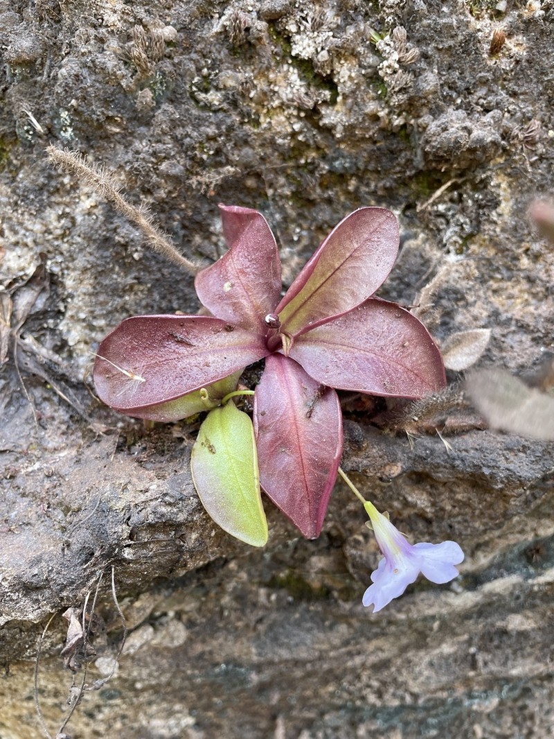 Pinguicula ombrophila