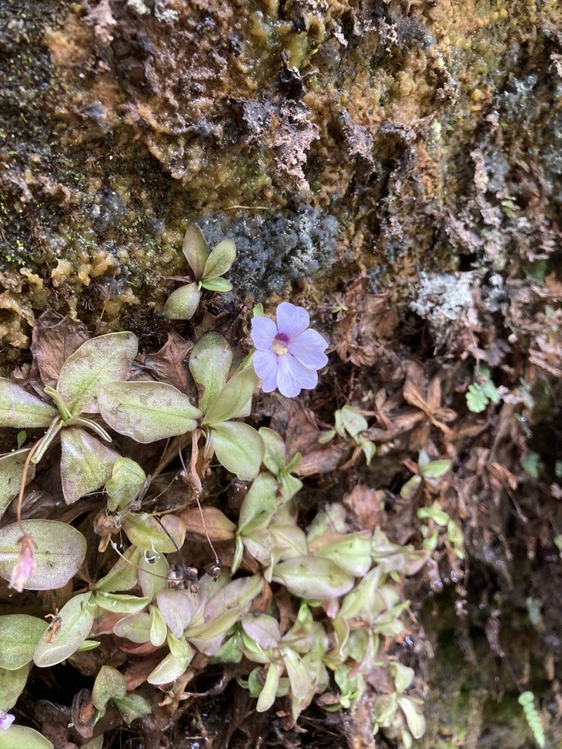Pinguicula ombrophila photo 2