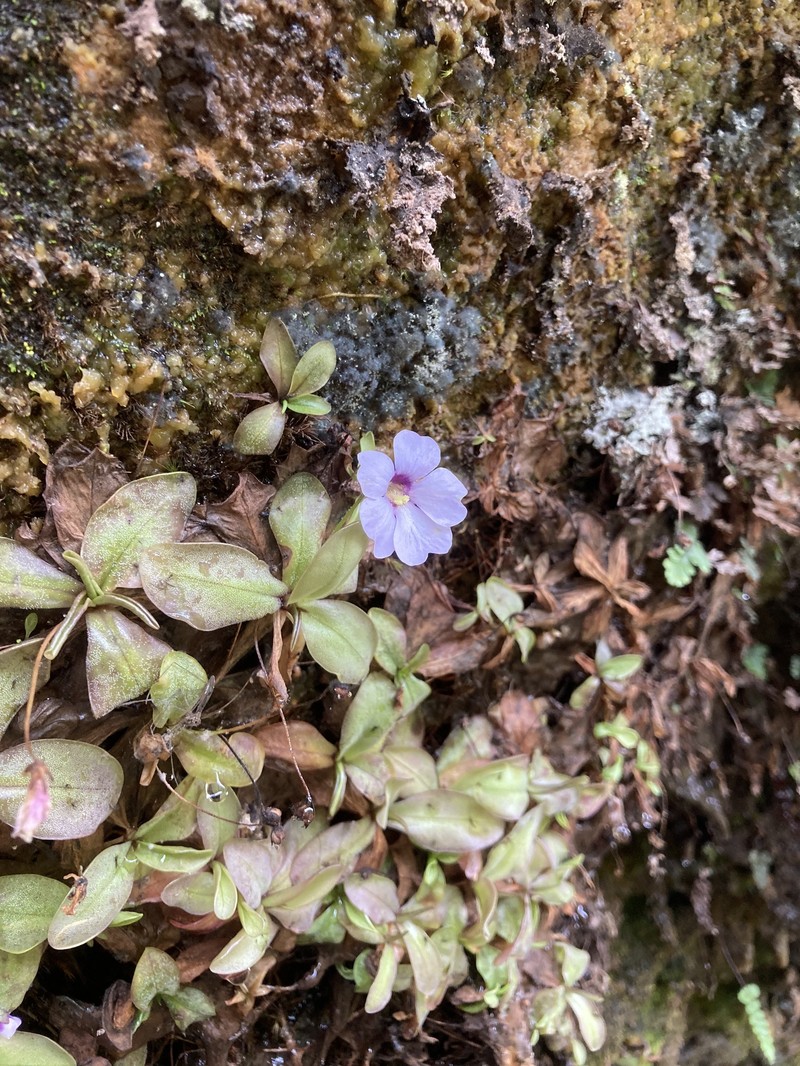 Pinguicula ombrophila photo 3