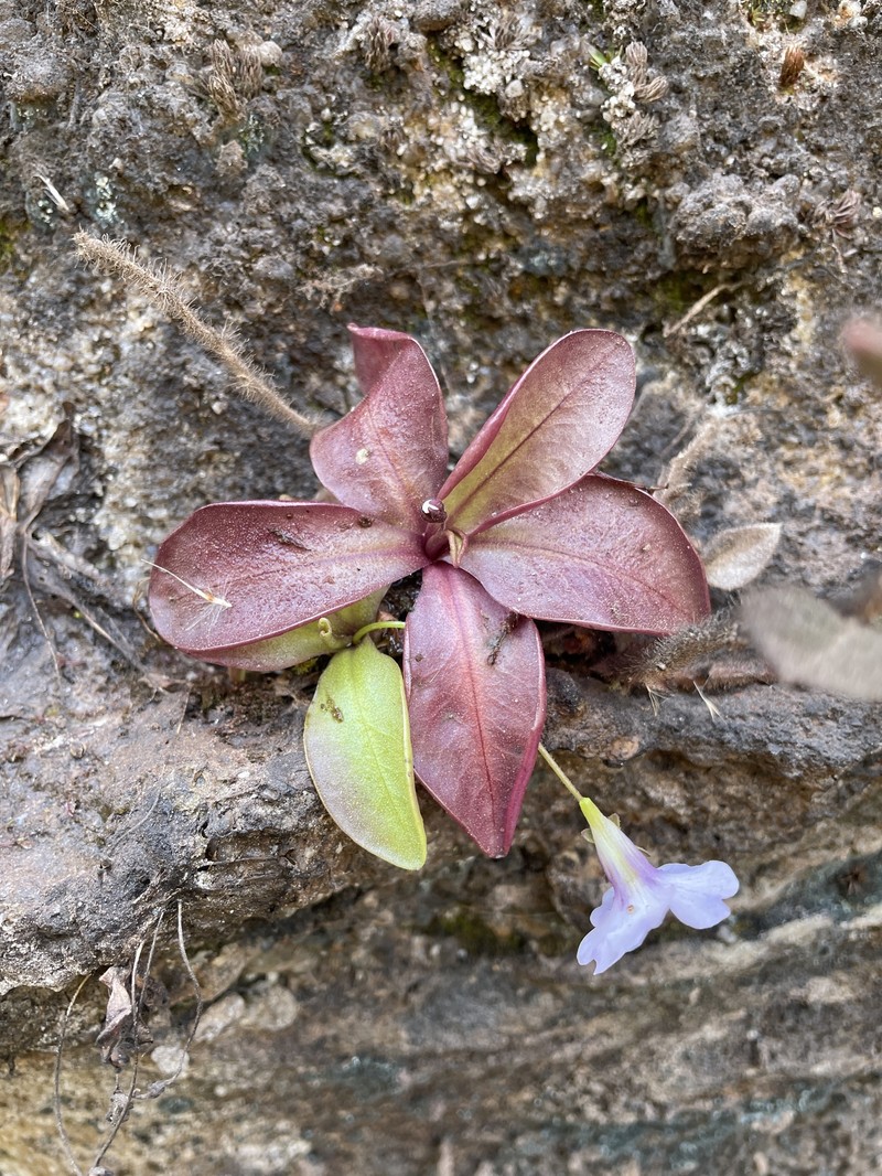 Pinguicula ombrophila photo 4