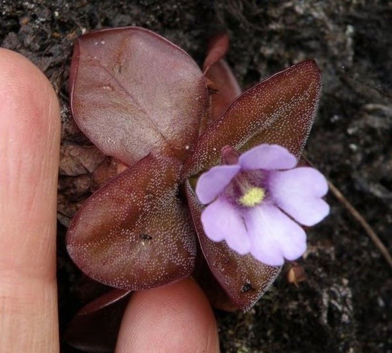 Pinguicula ombrophila photo 5