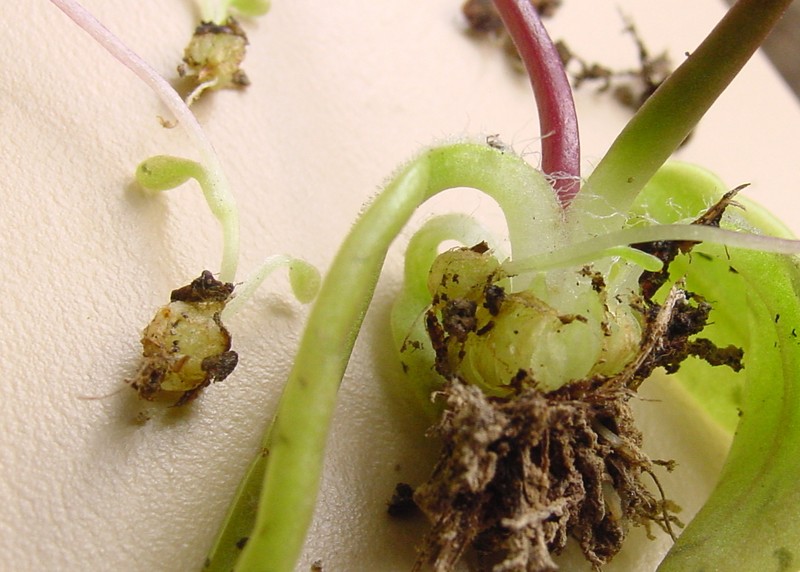 Pinguicula orchidioides photo 2