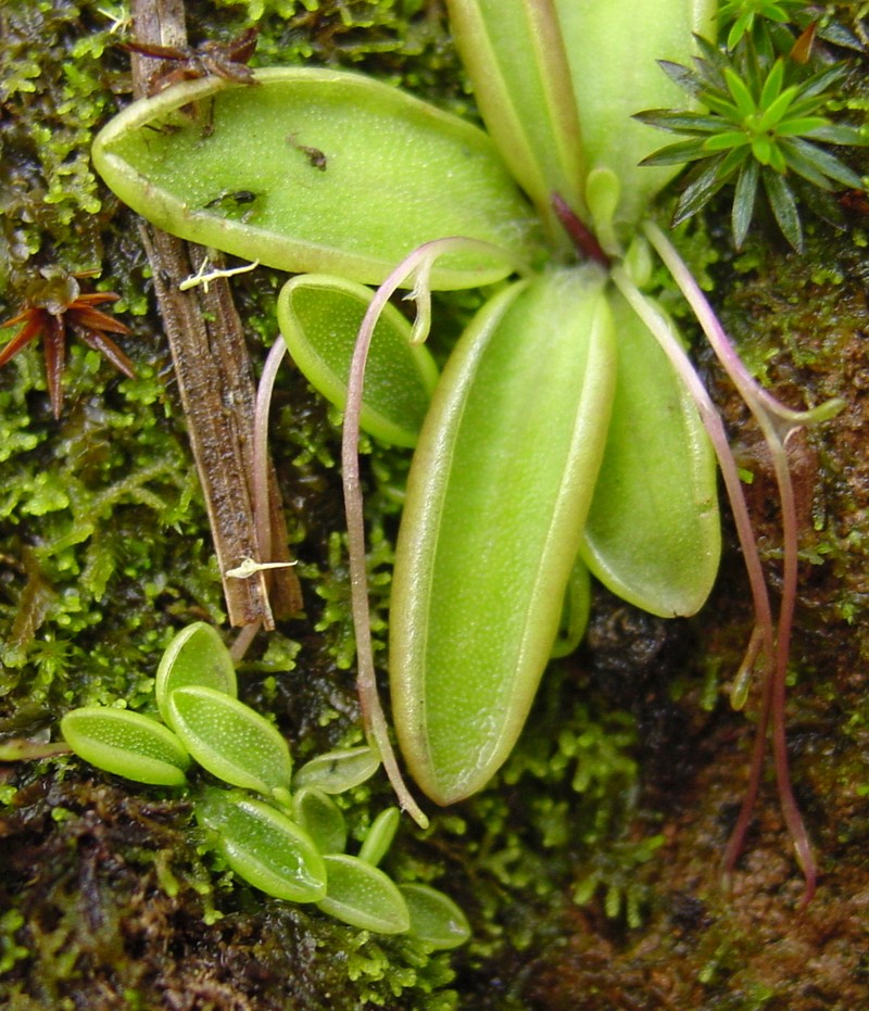 Pinguicula orchidioides photo 3