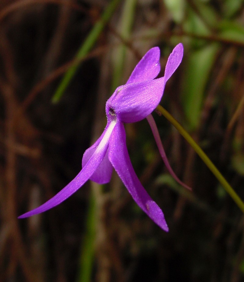 Pinguicula orchidioides photo 4