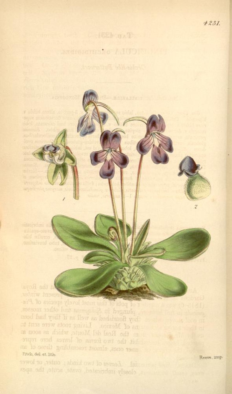 Pinguicula orchidioides photo 5