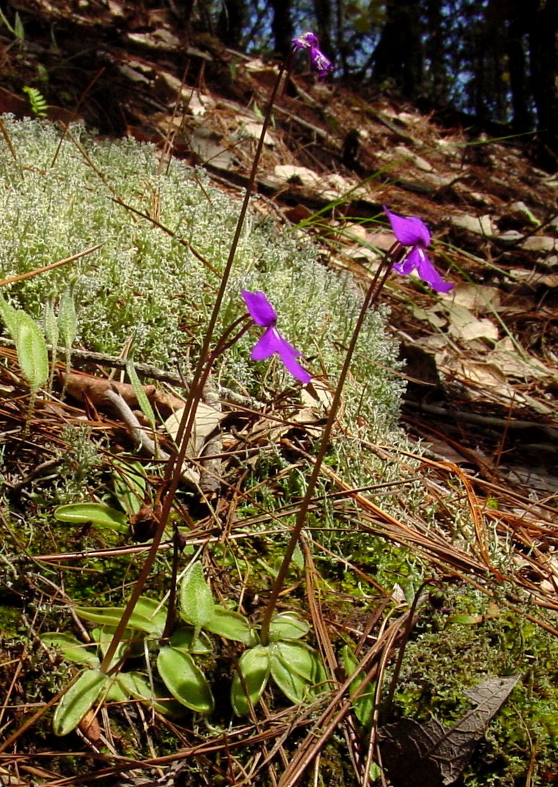 Pinguicula orchidioides photo 6