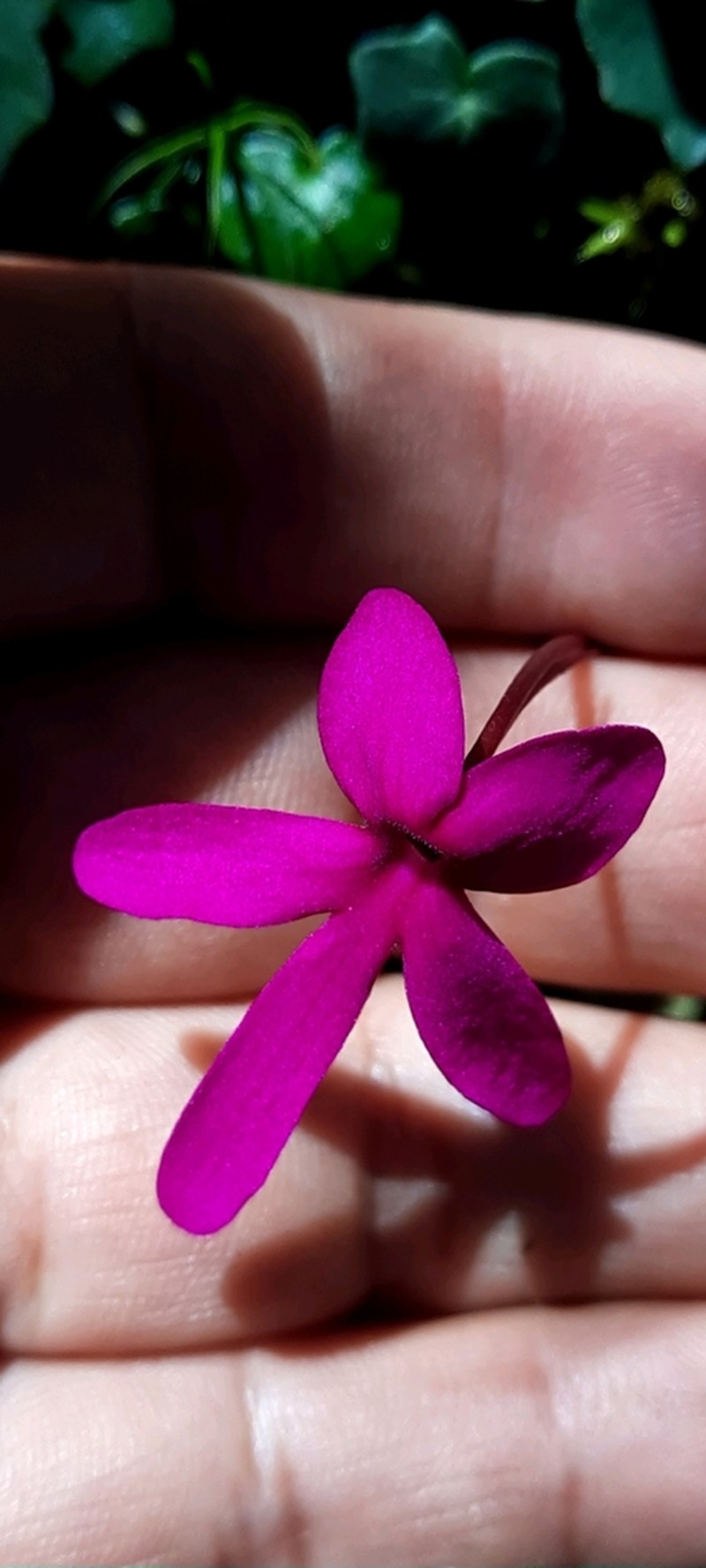 Pinguicula orchidioides photo 7