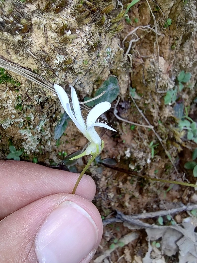 Pinguicula parvifolia