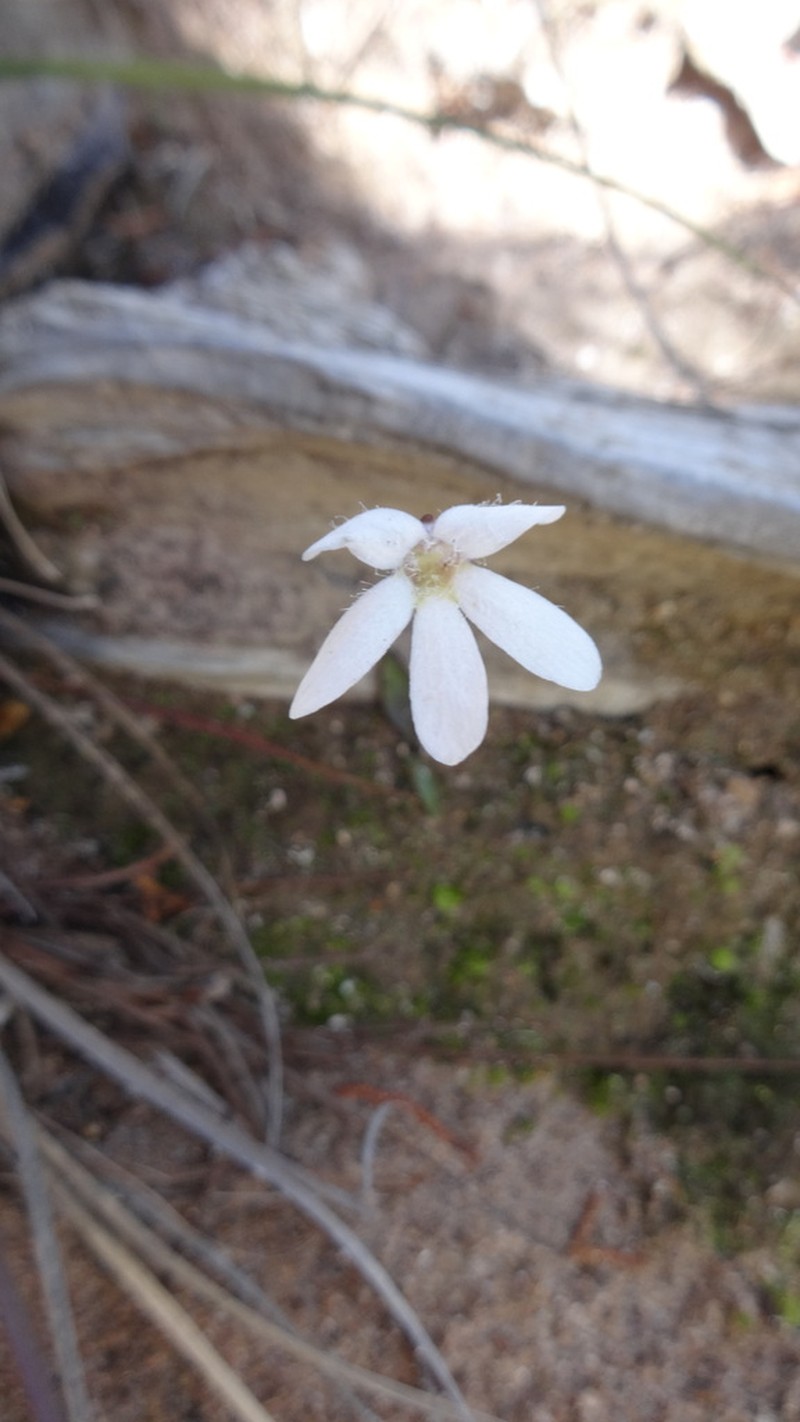 Pinguicula parvifolia photo 2
