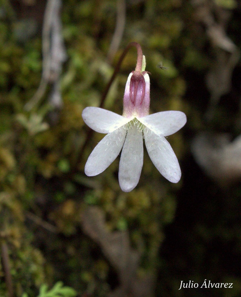 Pinguicula parvifolia photo 3