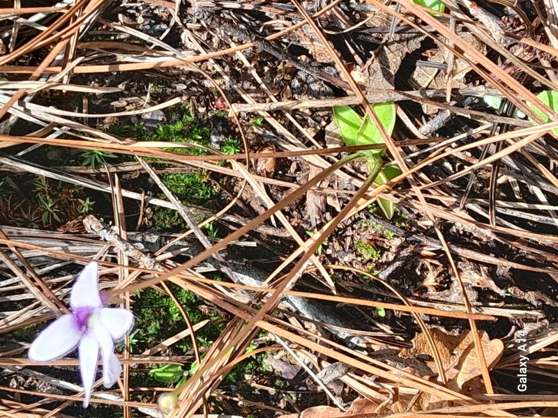 Pinguicula parvifolia photo 4