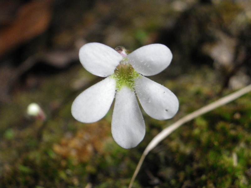 Pinguicula parvifolia photo 5