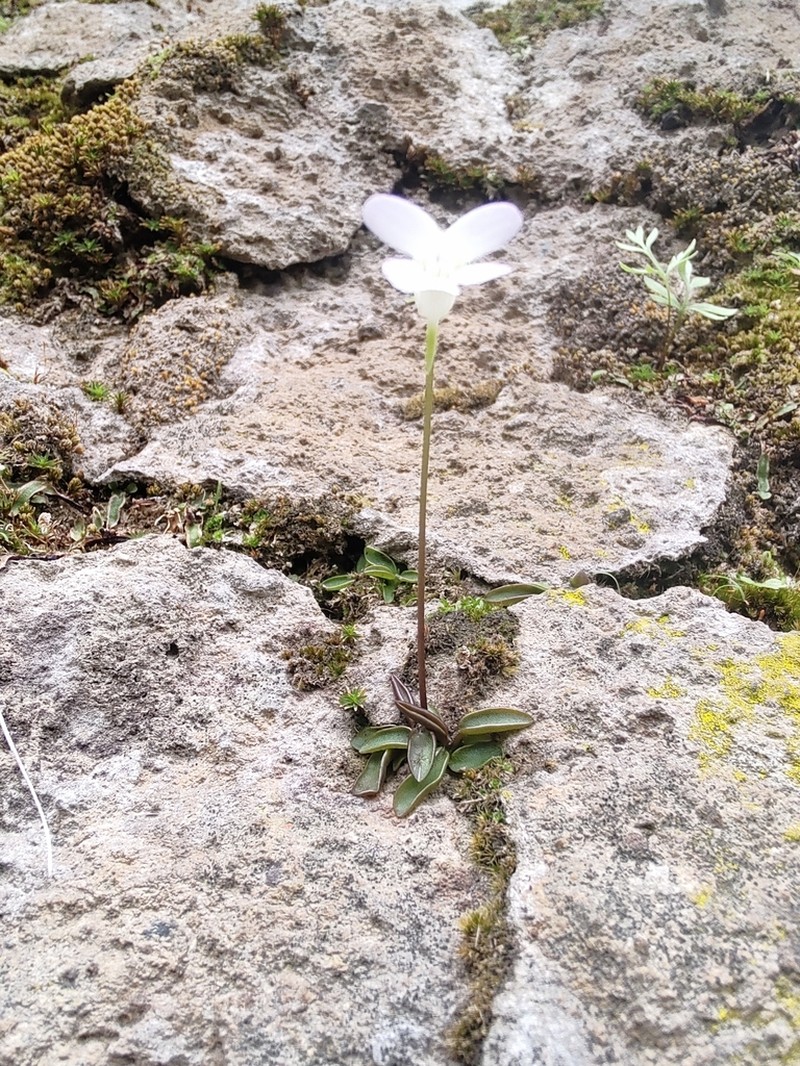 Pinguicula parvifolia photo 6