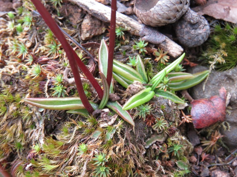 Pinguicula parvifolia photo 7