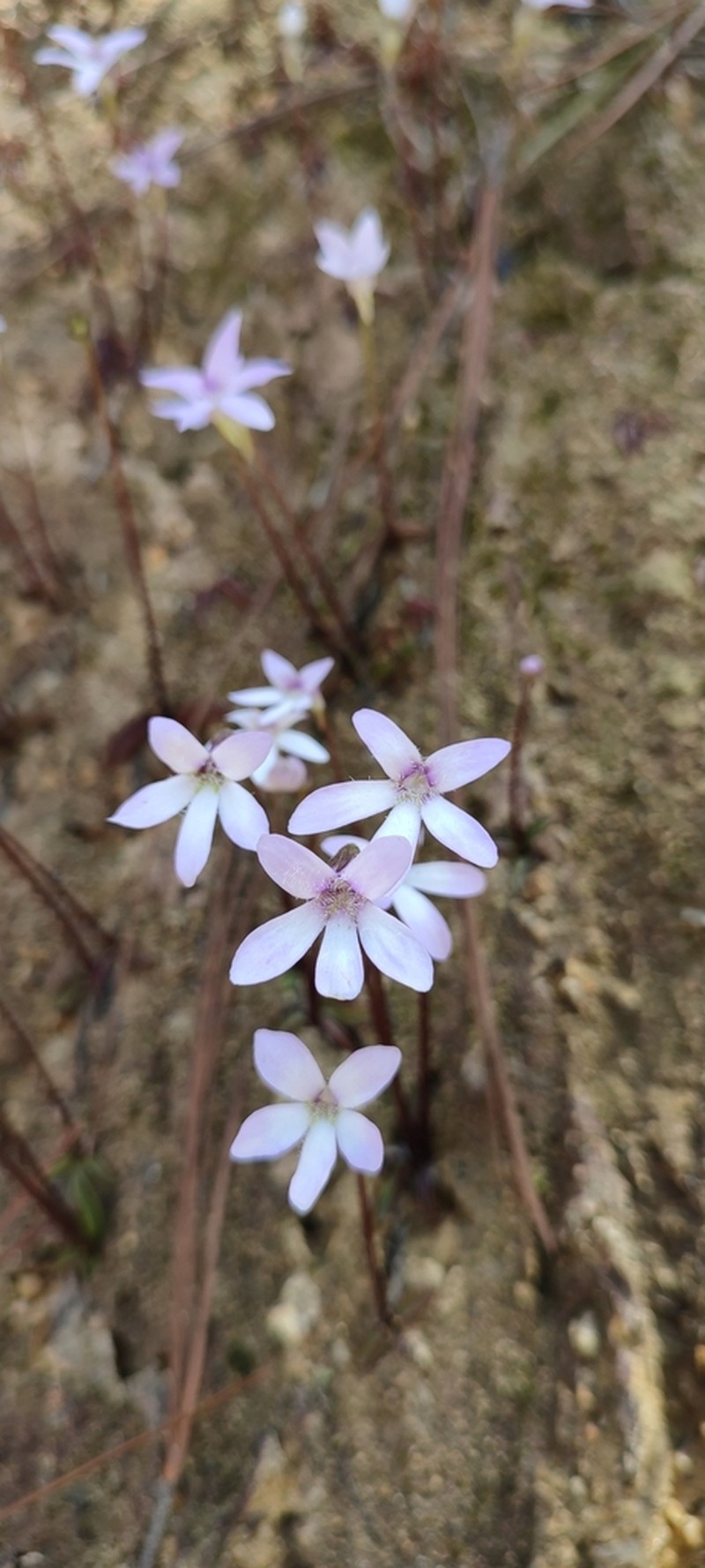 Pinguicula parvifolia photo 8