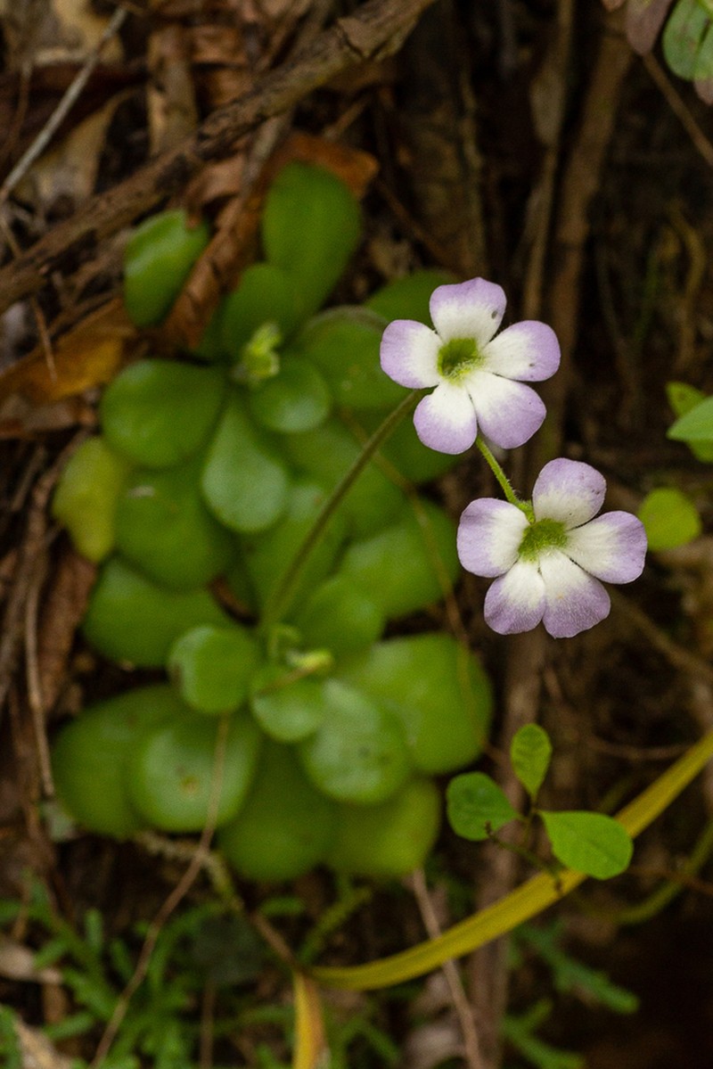 Pinguicula pilosa