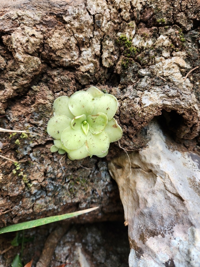 Pinguicula pilosa photo 2