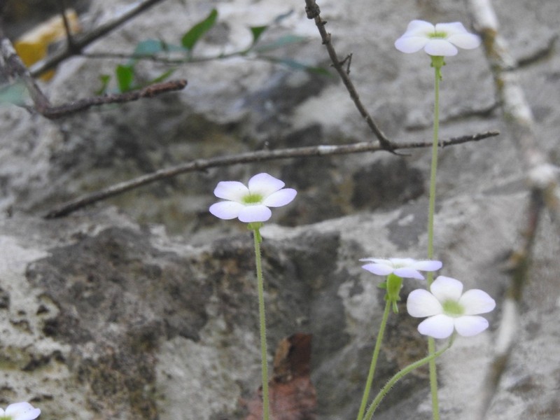 Pinguicula pilosa photo 3