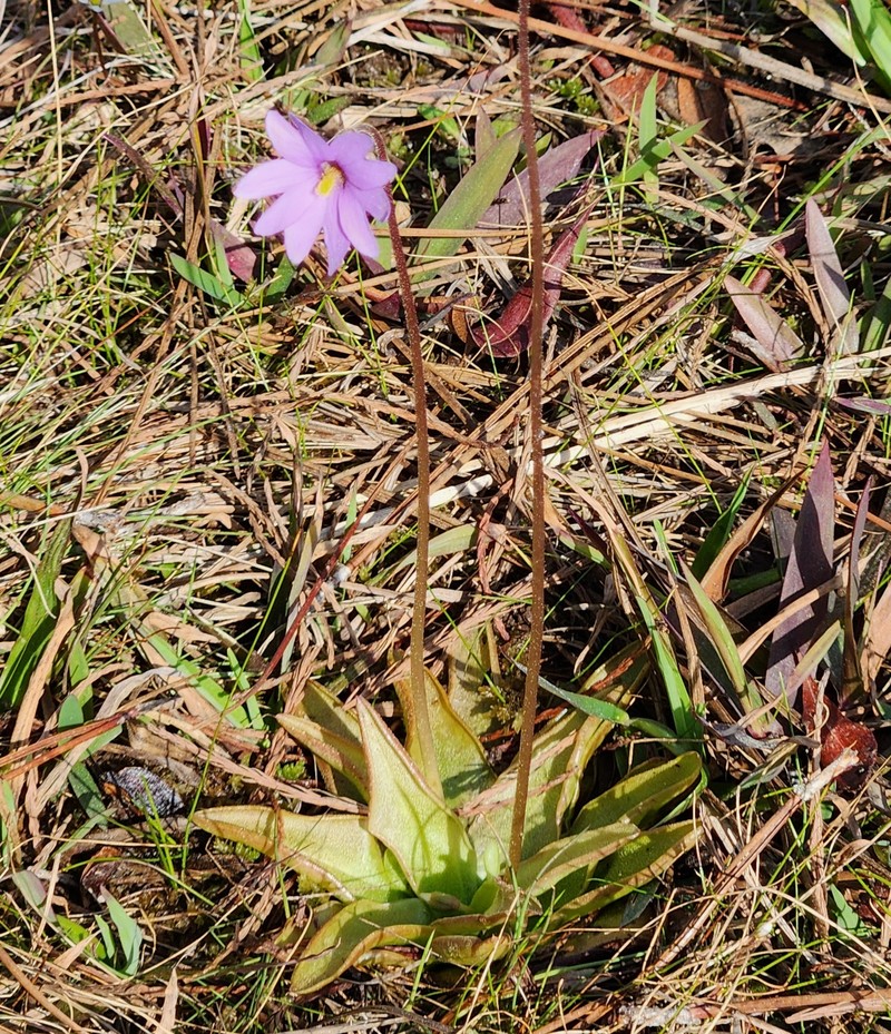 Chapman's Butterwort