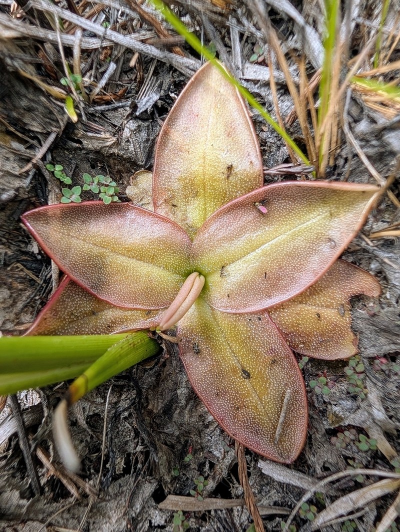 Chapman's Butterwort photo 2