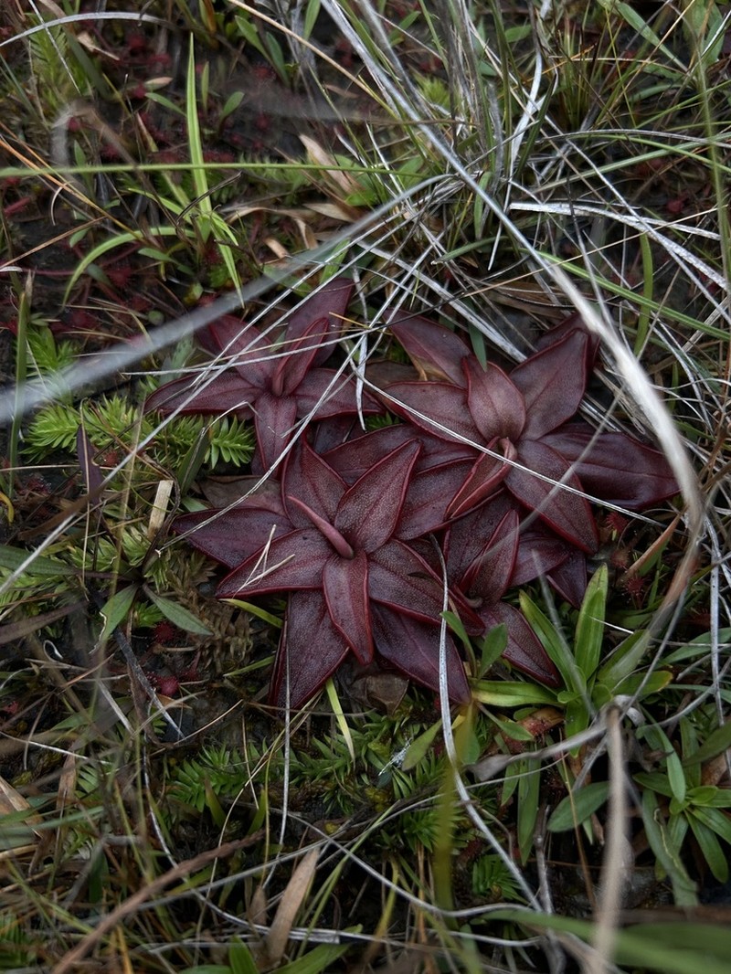 Chapman's Butterwort photo 3
