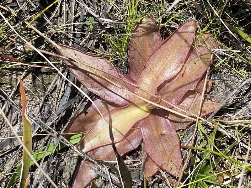 Chapman's Butterwort photo 4