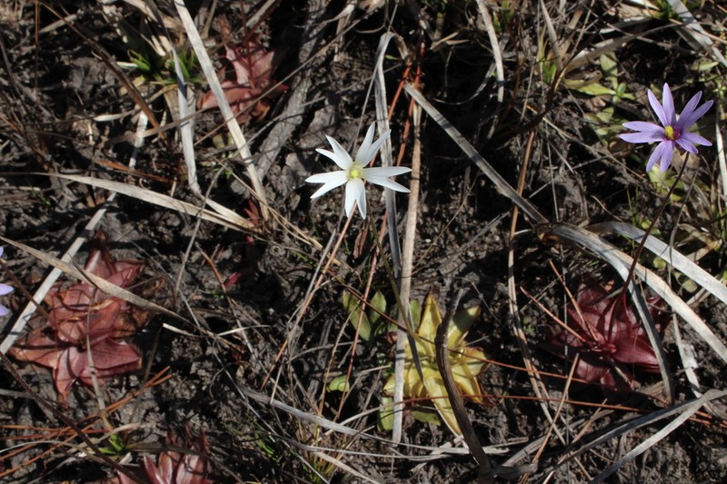 Chapman's Butterwort photo 5