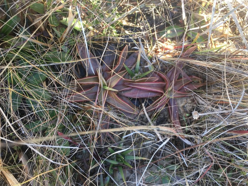 Chapman's Butterwort photo 6
