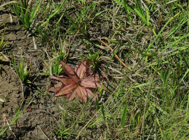 Chapman's Butterwort photo 7