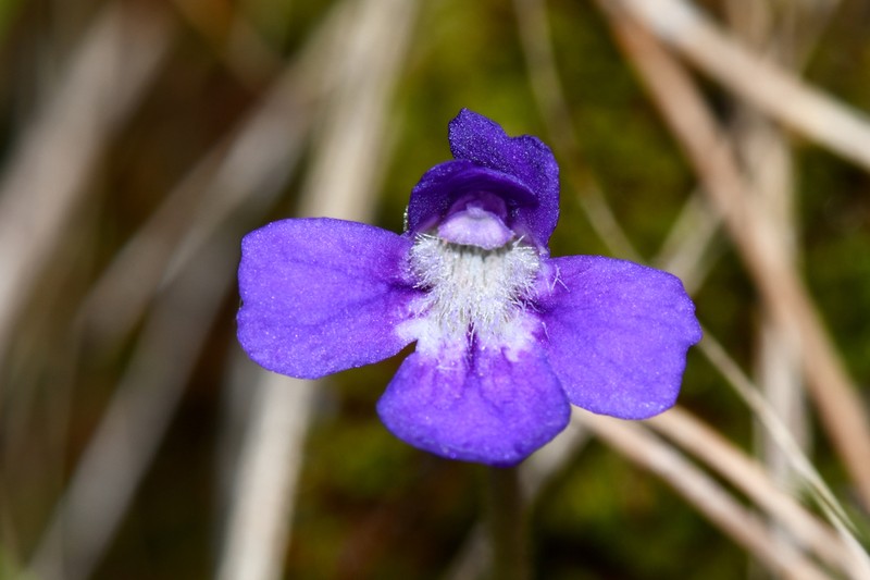 Pinguicula poldinii