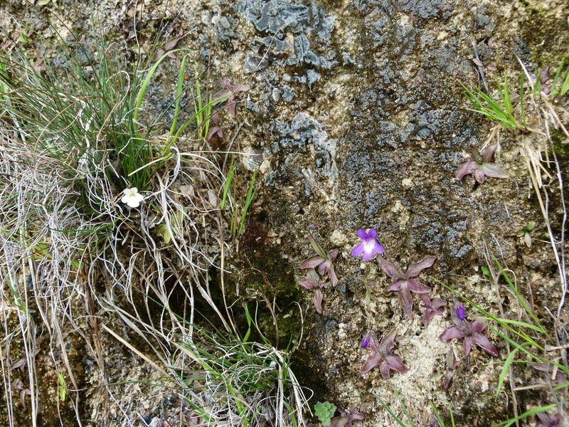Pinguicula poldinii photo 2