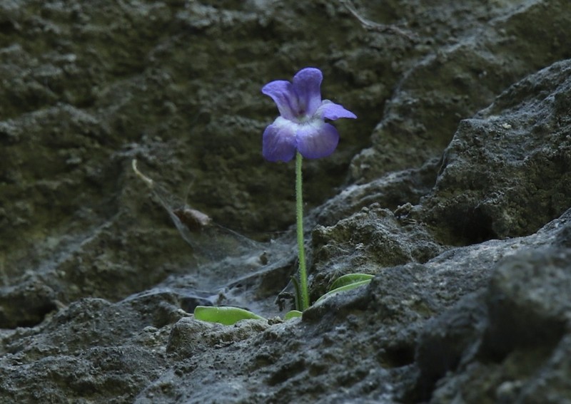 Pinguicula poldinii photo 3