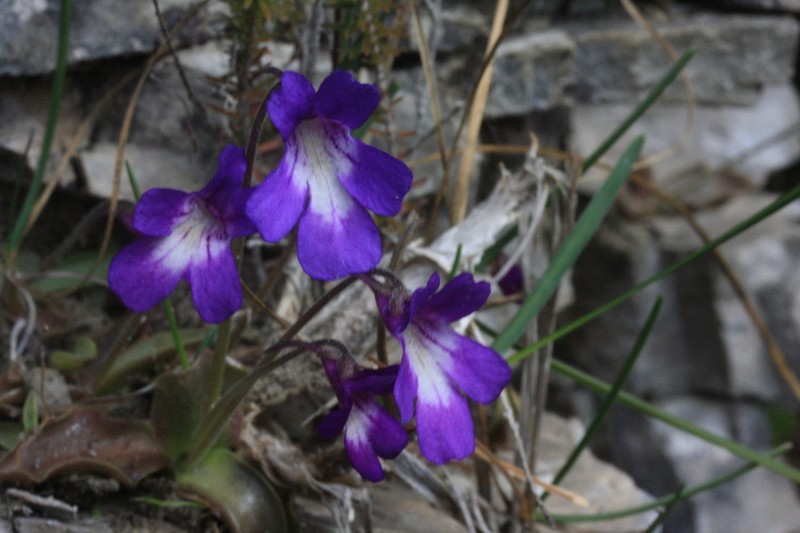 Pinguicula poldinii photo 4