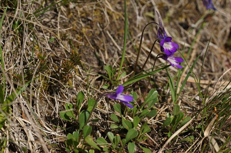 Pinguicula poldinii photo 5