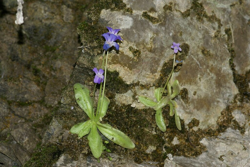 Pinguicula poldinii photo 6