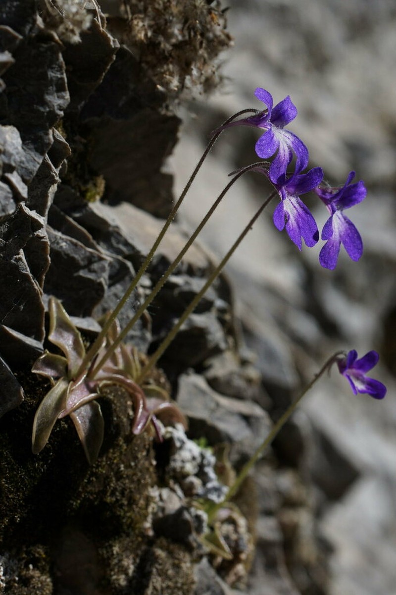 Pinguicula poldinii photo 7