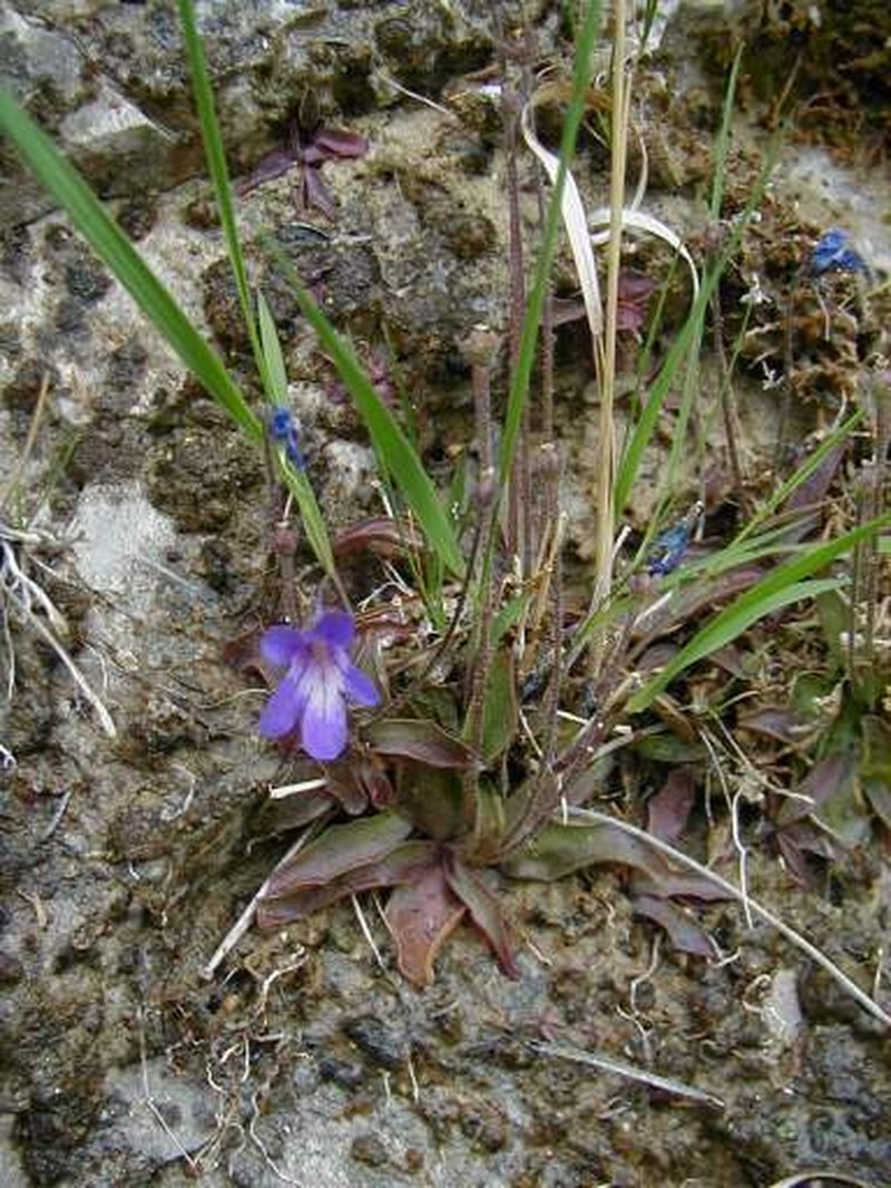 Pinguicula poldinii photo 8