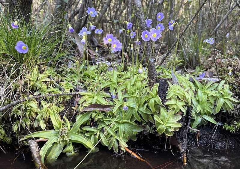 Southern Butterwort photo 2