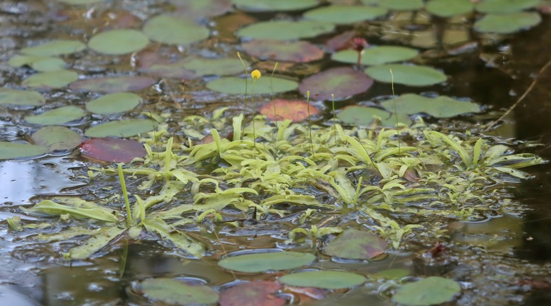 Southern Butterwort photo 3