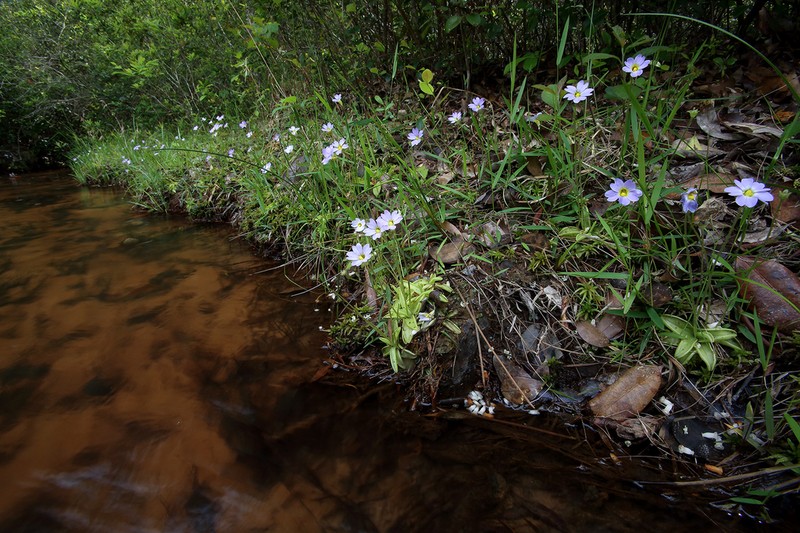 Southern Butterwort photo 4