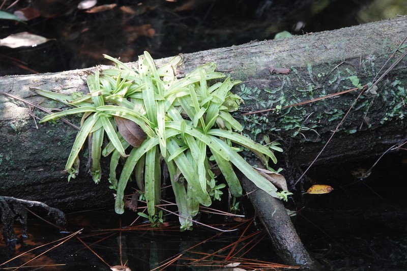 Southern Butterwort photo 5