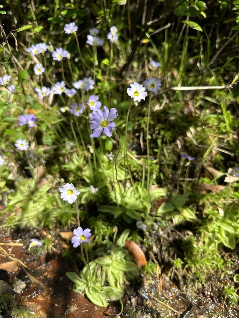 Southern Butterwort photo 6