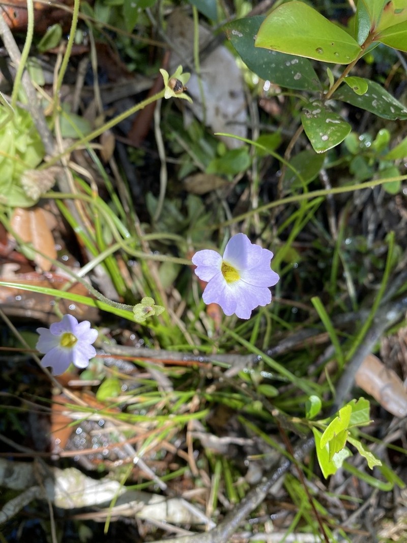 Southern Butterwort photo 7