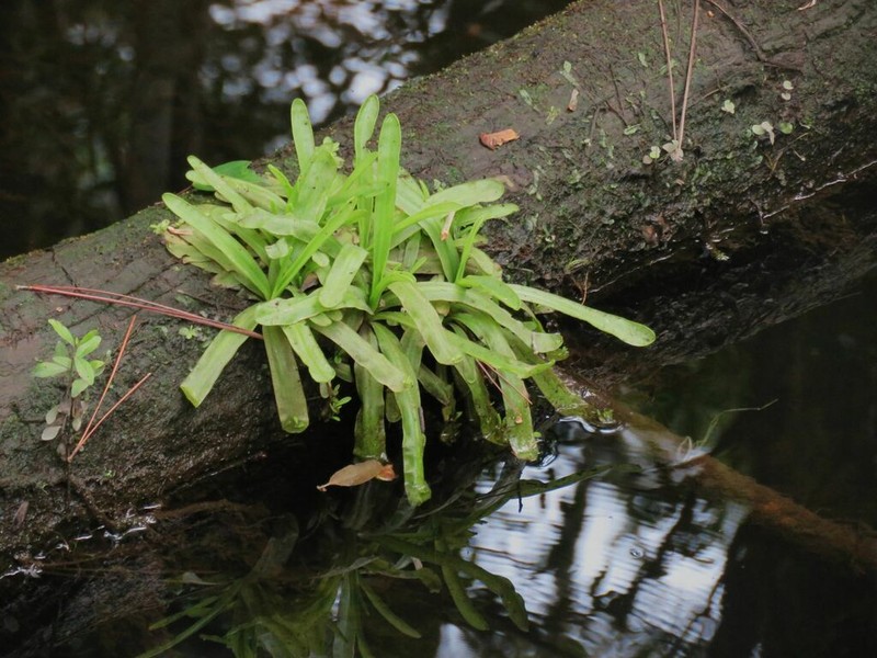 Southern Butterwort photo 8