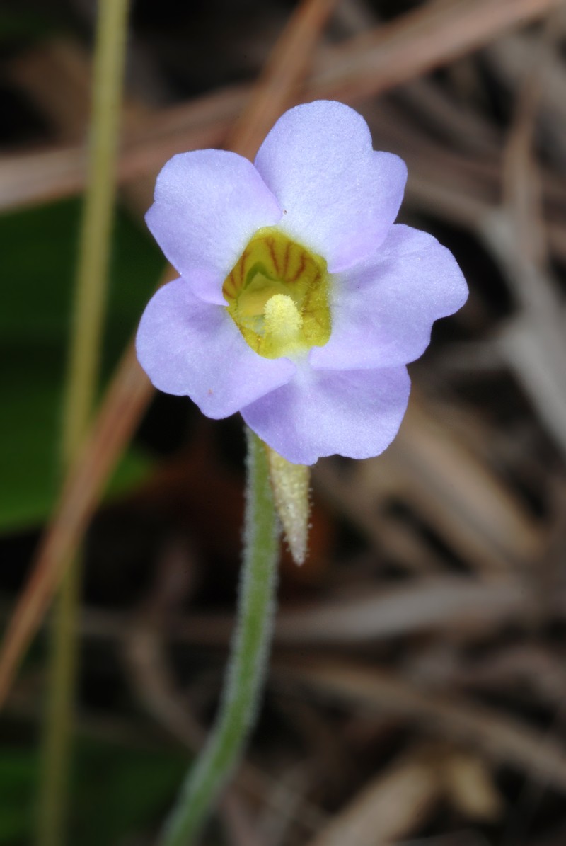 Small Butterwort photo 2