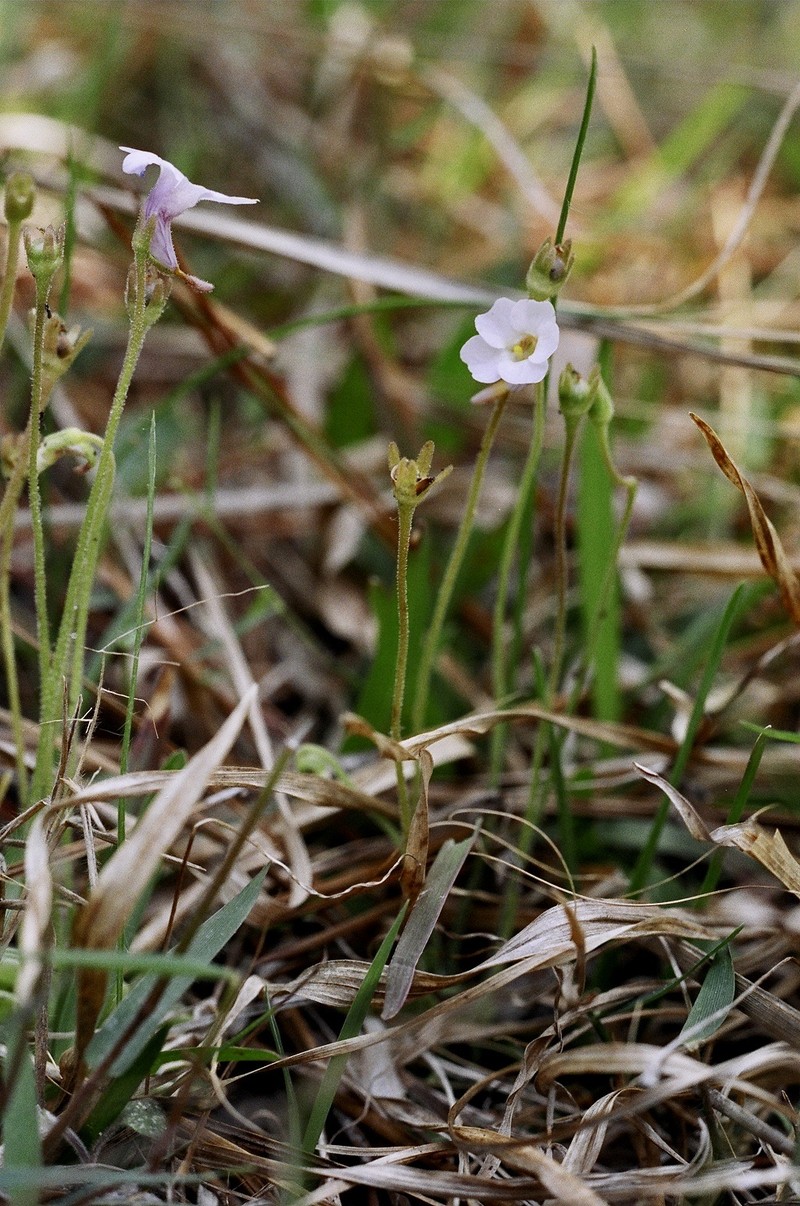 Small Butterwort photo 3