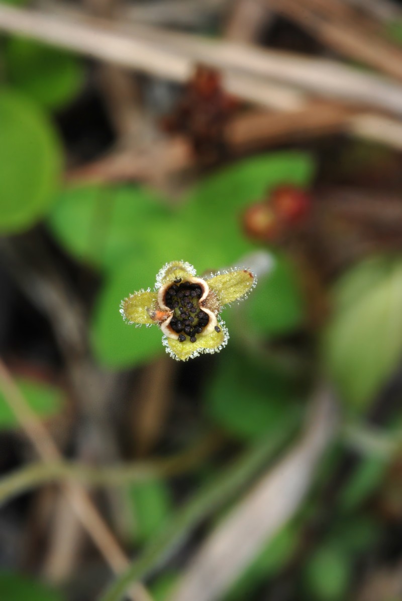 Small Butterwort photo 4