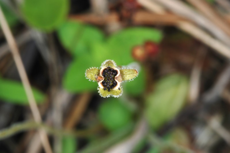 Small Butterwort photo 5